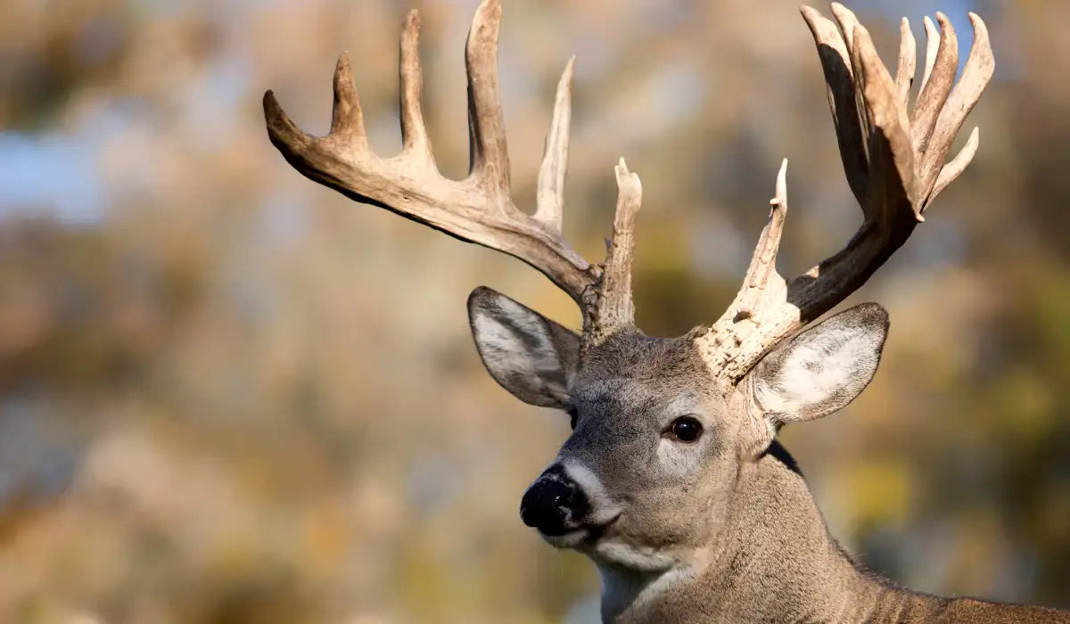 Essential Techniques on How to Skin a Deer Like a Pro