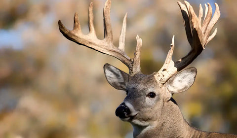 Essential Techniques on How to Skin a Deer Like a Pro